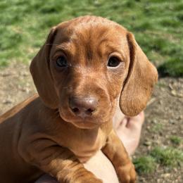 Irish Murphy - Red male Dachshund puppy in Spokane, Washington from Beautiful Beans