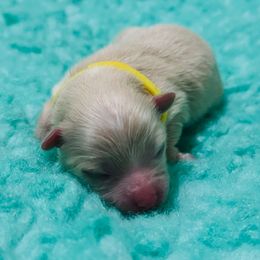 Honey - Cream female Pomeranian puppy in Merrillville, Indiana from Gibbs Gorgeous Paws LLC