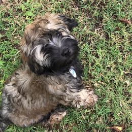 Zoey - Havanese