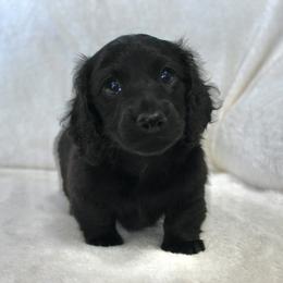 Spud - Black male Dachshund puppy in Ballinger, Texas from Missy’s Mini Dachshunds