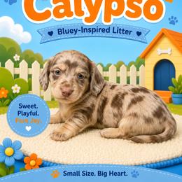 Calypso - Dapple female Dachshund puppy in Longview, Texas from Gee Dogs- Dachshunds and Bernedoodles