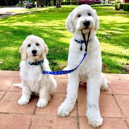 "English Goldendoodle Puppy from Moss Creek Goldendoodles" Goldendoodle and Schnoodle Puppies from Moss Creek Goldendoodles