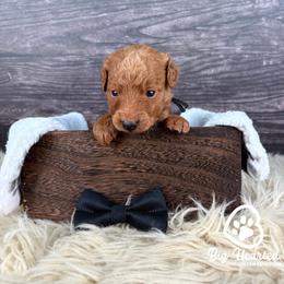 Quest - Sable male Goldendoodle puppy in Utah County, Utah from Big Hearted Breeders
