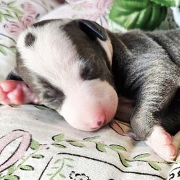 Wowza - White and blue male Italian Greyhound puppy in Cadwell, Georgia from All The DoDa Day Italian Greyhounds