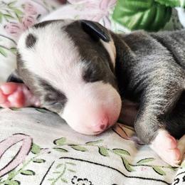 Wowza - White and blue male Italian Greyhound puppy in Cadwell, Georgia from All The DoDa Day Italian Greyhounds