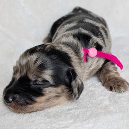 Lotta - Dapple female Dachshund puppy in Danbury, New Hampshire from Maplewood Mountain Farm