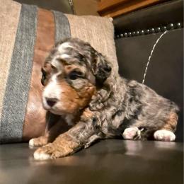 Zaura - Blue merle female Bernedoodle puppy in Jim Falls, Wisconsin from Pup Paw-fection