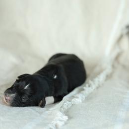 Puppy 2 - Black tri-color female Australian Shepherd puppy in Avoca, Iowa from Danker Farms