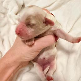 Snow White - Parti female Goldendoodle puppy in Bradenton, Florida from Christianna’s Mini Goldendoodles