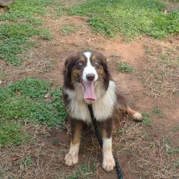 Jolene - Australian Shepherd