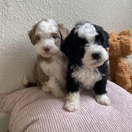 Bernedoodle, Cavapoo, and Goldendoodle Puppies from Doodle Amore
