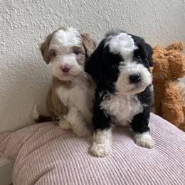 Bernedoodle, Cavapoo, and Goldendoodle Puppies from Doodle Amore