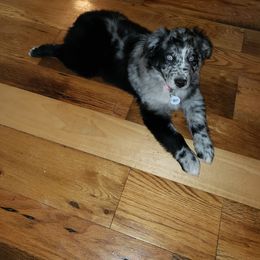 Australian Shepherd Puppies from Red Feather Aussies