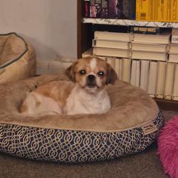 Brady - Shih Tzu