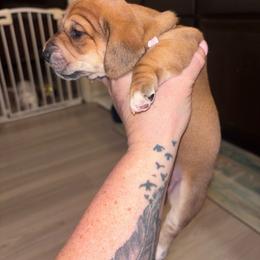 Darla - Red female Dachshund puppy in Magnolia, Texas from Little Honey’s Dachshunds