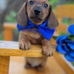 Navy - Red male Dachshund puppy in Leoma, Tennessee from Southbound Kennel