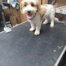 Baby Blue - Parti male Maltipoo puppy in Berea, Kentucky from Blair’s Furry Friends