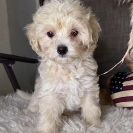 Maltese and Maltipoo Puppies from Iuliia Savisheva