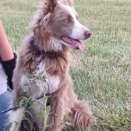 Rocket - Border Collie
