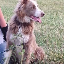 Rocket - Border Collie
