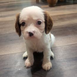 Faith - Blenheim female Cavalier King Charles Spaniel puppy in Stockdale, Texas from Great Oaks Farm Cavaliers