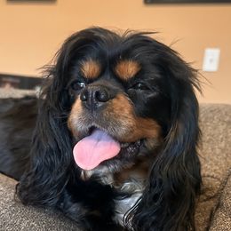 Cavalier King Charles Spaniels from Beautiful Cavaliers