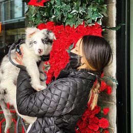 Border Collie Puppies from Cascade Sun Kennels