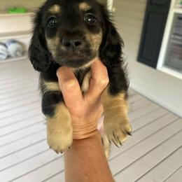 Blk Cream - Black and cream male Dachshund puppy in Hudson, North Carolina from Foothills Precious Paws