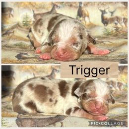 Trigger - Red merle male Catahoula Leopard Dog puppy in Forbes, Minnesota from North Country Catahoulas
