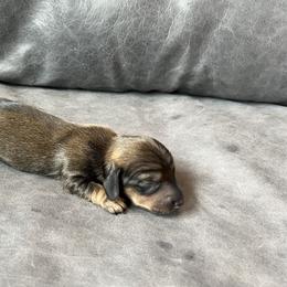 Dachshund, Pembroke Welsh Corgi, and Toy Australian Shepherd Puppies from Journey’s End CAD Farm