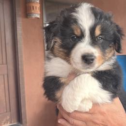Girl 1 - Black tri female Miniature Australian Shepherd puppy in Pueblo West, Colorado from Kamar’s Mini American Shepherds
