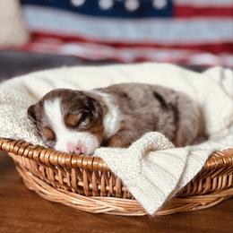 Frenchy - Blue merle female Australian Shepherd puppy in Uvalda, Georgia from Happy Ours Australian Shepherds