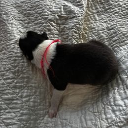 Boy 2 - Black white and tan male Old Time Scotch Collie puppy in Alexander, North Carolina from The Fiddlesticks Farm