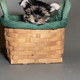 Eros - Black and tan male Yorkshire Terrier puppy in San Diego, California from BC Breeders Association
