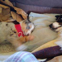 Australian Shepherd and Miniature Australian Shepherd Puppies from Grayback Aussies
