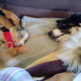 Australian Shepherd and Miniature Australian Shepherd Puppies from Grayback Aussies