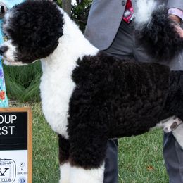 Ace - Portuguese Water Dog