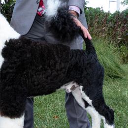 Ace - Portuguese Water Dog