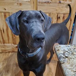 Great Danes from Waterfront Danes