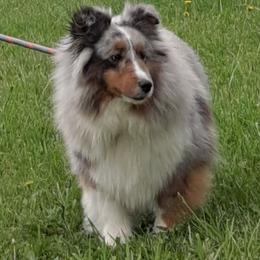 Lee - Shetland Sheepdog