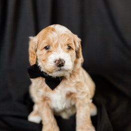 Boy 1 - Goldendoodle puppy in Riverton, Utah from Utah Doodlebug