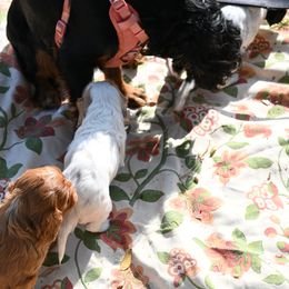 Cavalier King Charles Spaniel Puppies from Critter's Cottage Cavaliers