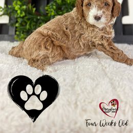 Goldendoodle Puppies from Maryland Designer Doodles