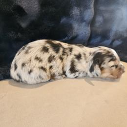 Dachshund Puppies from The Rooted Place
