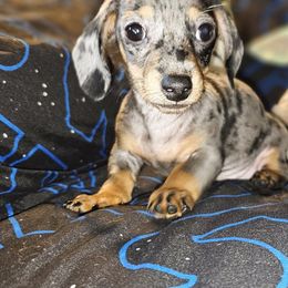 Dachshund Puppies from Dachhalla Dachshunds