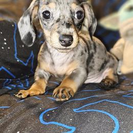 Dachshund Puppies from Dachhalla Dachshunds