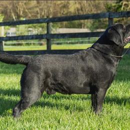 Labrador Retriever puppies from River View Labradors