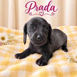 Prada - Black female Dachshund puppy in Hockley, Texas from Shans Down Home Doxies