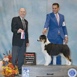 Glimmer - Australian Shepherd