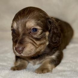Girl 3 - Chocolate and cream female Dachshund puppy in Fredonia, Arizona from Desert Horizon Dachshunds